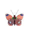 delias-butterflyproduct-picture-nobg-1708087549.webp