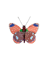 Studio Roof Delias butterfly